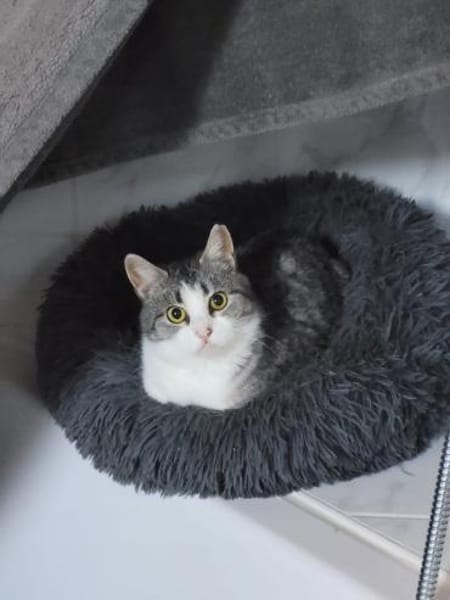 Süße Bura sucht ihr ersehntes Zuhause