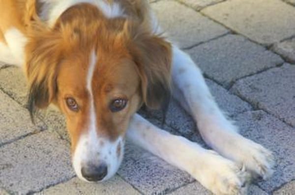 Nicos - griechisches Sensibelchen