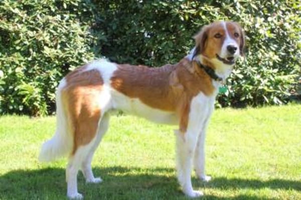 Nicos - griechisches Sensibelchen