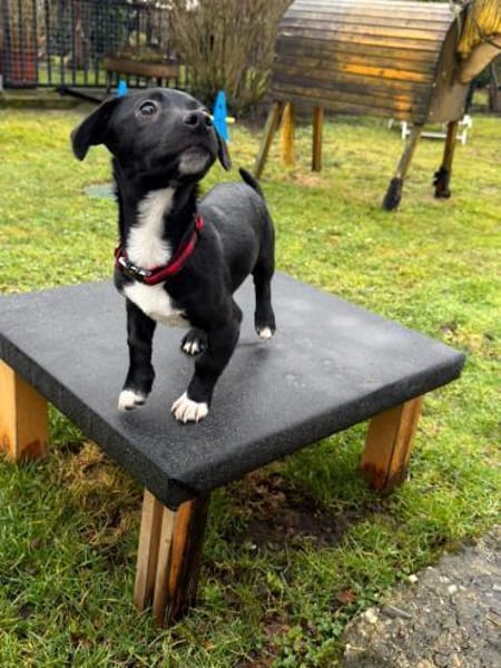 hübscher kleiner Benno 🍀