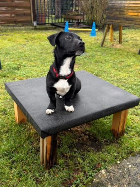 hübscher kleiner Benno 🍀