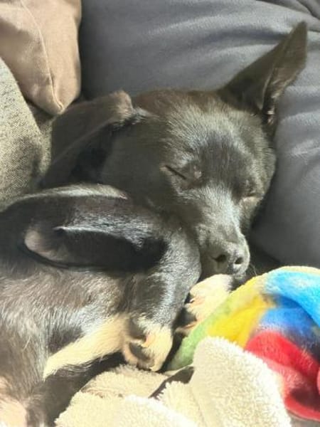 hübscher kleiner Benno 🍀