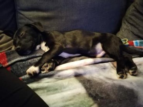 hübscher kleiner Benno 🍀