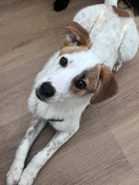 Elio - Junghund sucht Sicherheit 🍀