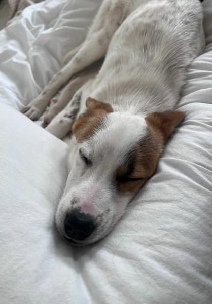 Elio - Junghund sucht Sicherheit 🍀