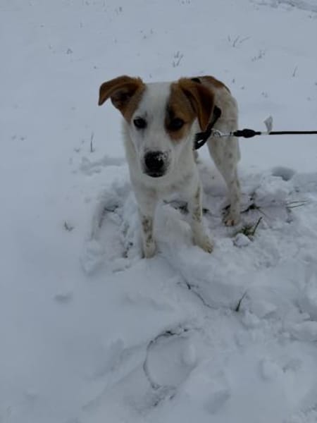 Elio - Junghund sucht Sicherheit 🍀