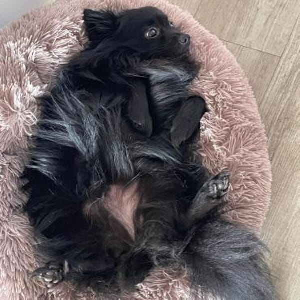 Leah ❤ Traumhündin in schwarz