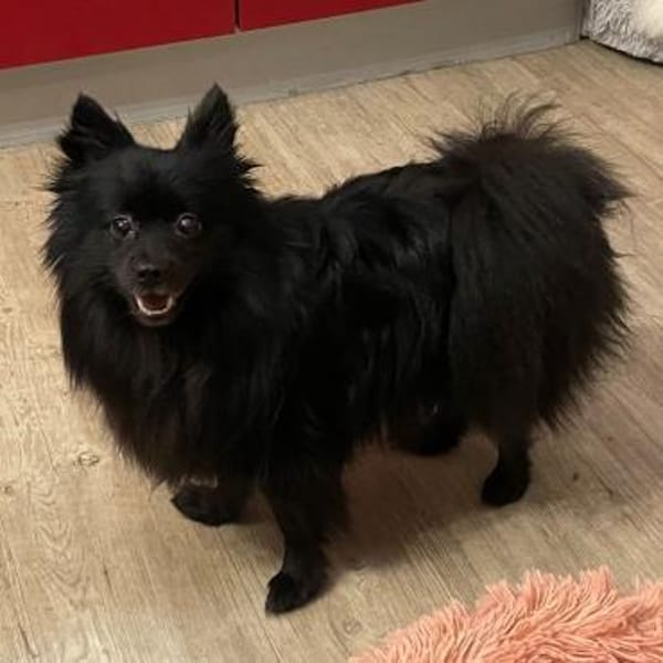 Leah ❤ Traumhündin in schwarz