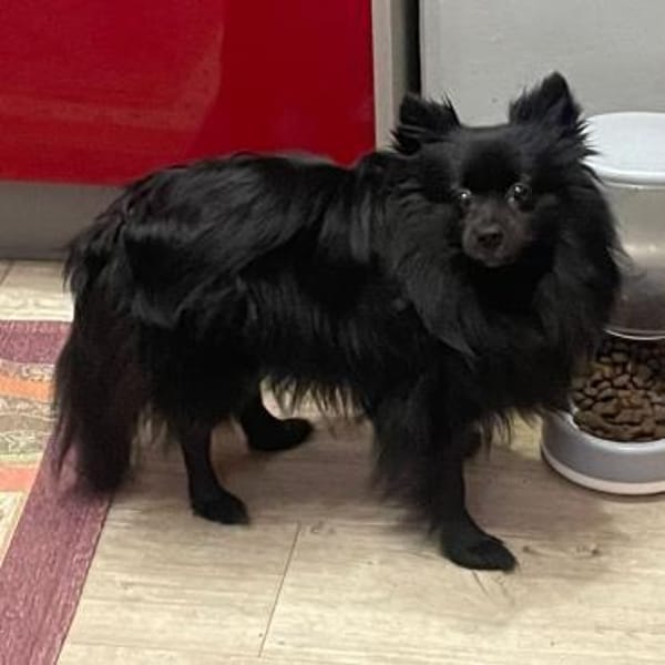 Leah ❤ Traumhündin in schwarz