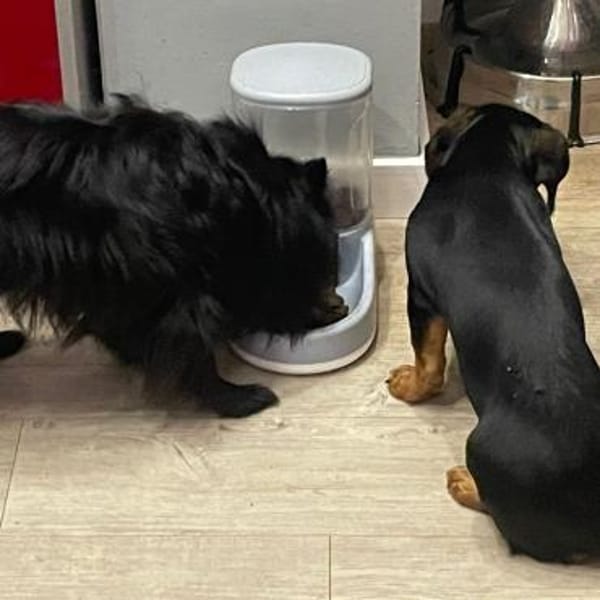 Leah ❤ Traumhündin in schwarz