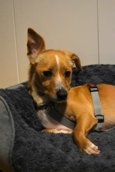 Benny Kokoni-Mix Rüde 2,5 Jahre in 72074