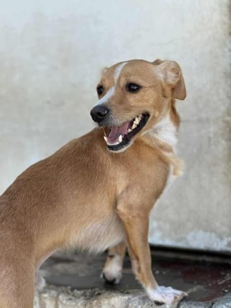 Benny Kokoni-Mix Rüde 2,5 Jahre in 72074