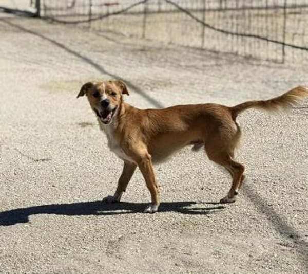Benny Kokoni-Mix Rüde 2,5 Jahre in 72074