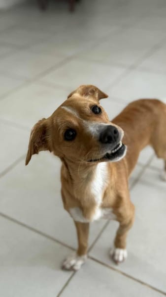 Benny Kokoni-Mix Rüde 2,5 Jahre in 72074