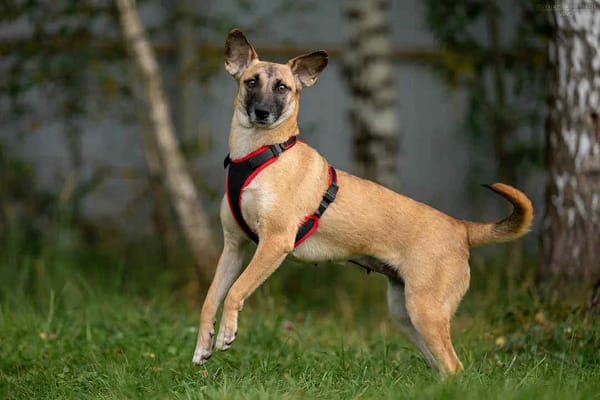 Zutrauliche Lika sucht ihre Menschen