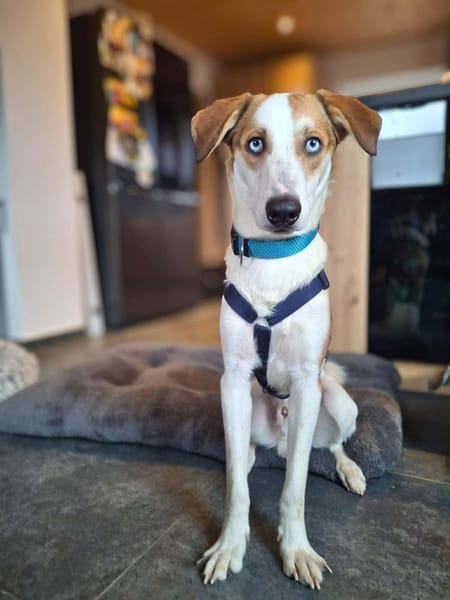 Khany - ist anhänglich&verschmust