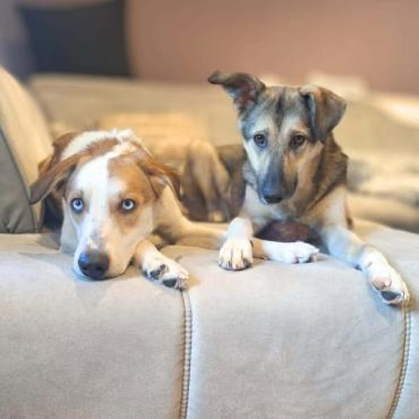 Khany - ist anhänglich&verschmust