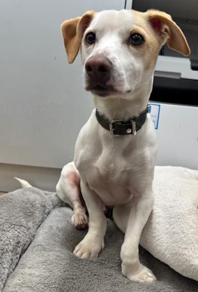 Manolo gibt nicht auf und sucht DIch