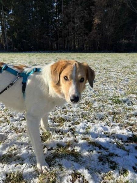 toller Rüde Momo auf PS in München