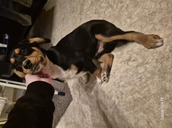 Kleiner Leo - großes Herz