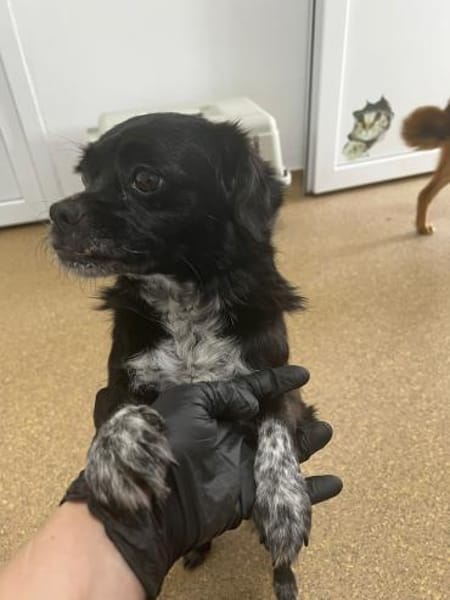 Greta - kleine liebevolle Hündin