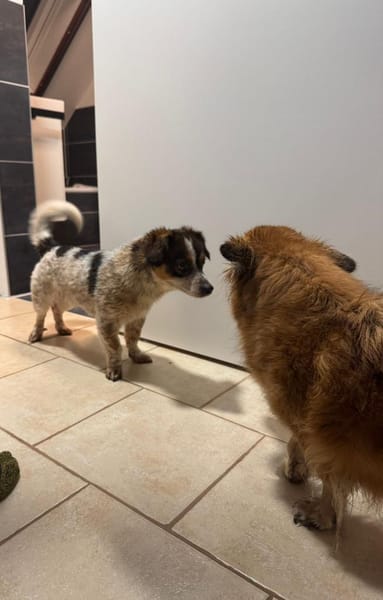 Süßer Yoshi wartet auf Dich