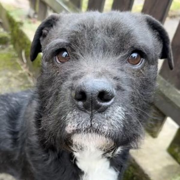 COCO - SUCHT ZUHAUSE