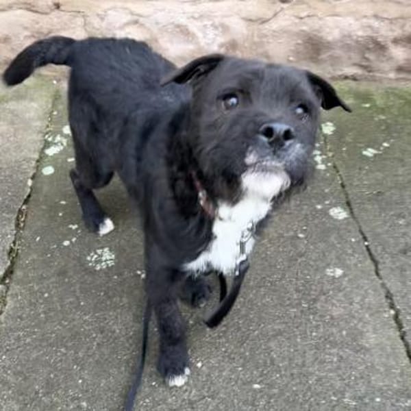 COCO - SUCHT ZUHAUSE