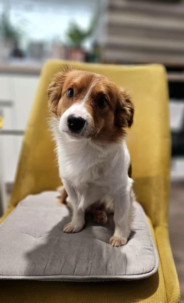 Zucky hübscher kleiner Jundhund