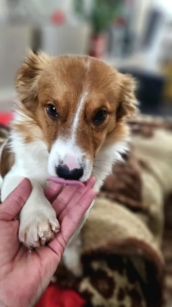 Zucky hübscher kleiner Jundhund