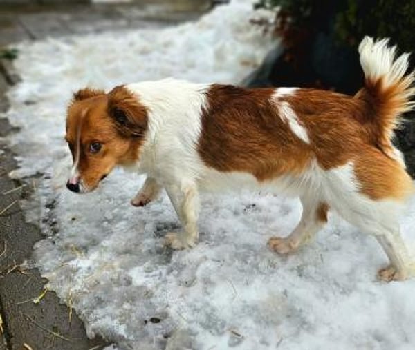Zucky hübscher kleiner Jundhund