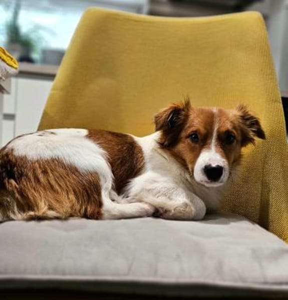 Zucky hübscher kleiner Jundhund