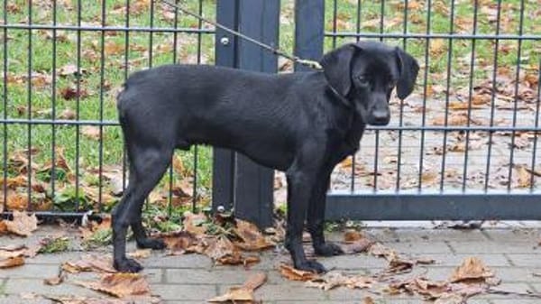 Charles, charmant und lebensfroh