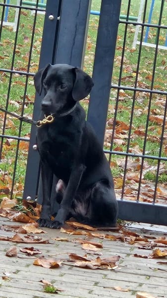 Charles, charmant und lebensfroh