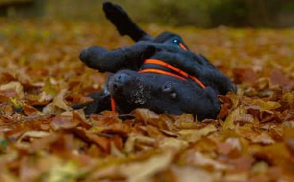 Sonnenschein Franzl sucht sein Körbchen
