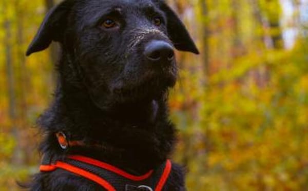 Sonnenschein Franzl sucht sein Körbchen
