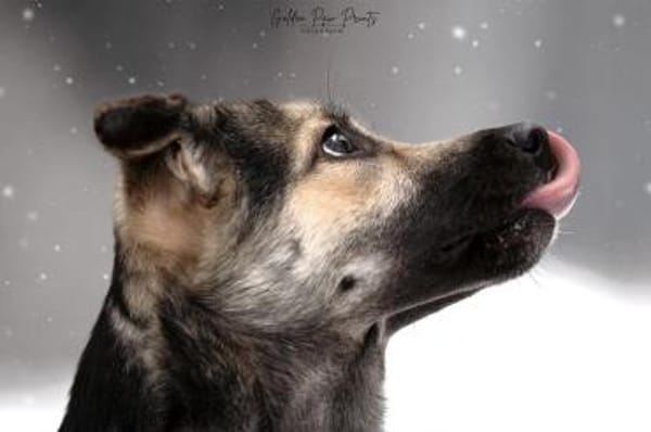 San - Die Feinfühlige