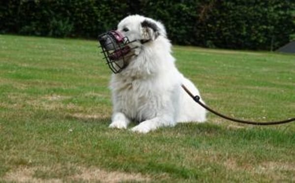 Gibst du Boje eine Chance?