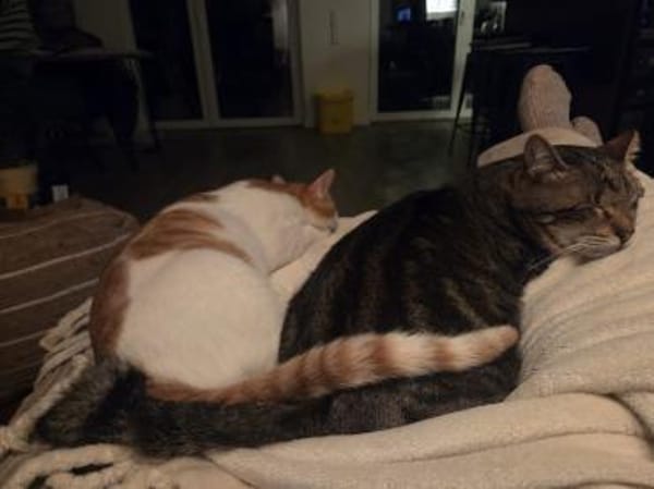 Bobby, Lebensfreude pur trotz Handicap