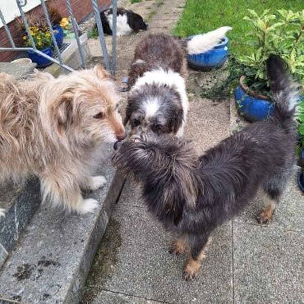 Leslie ❤ bezaubernde liebe Hündin