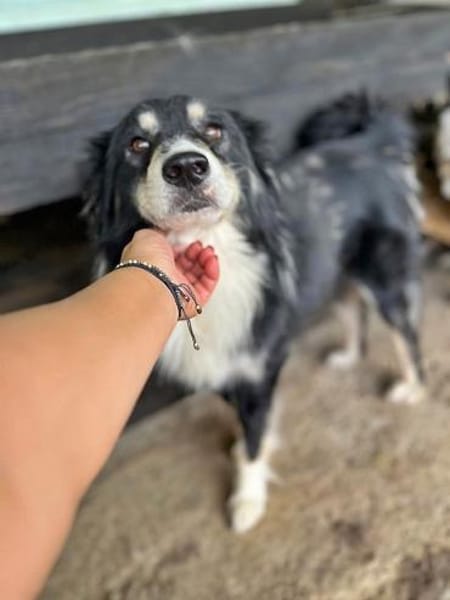 Einstein, auf einer Pflegestelle