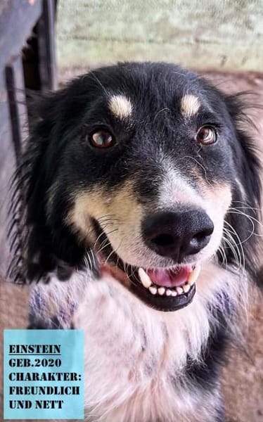 Einstein, auf einer Pflegestelle