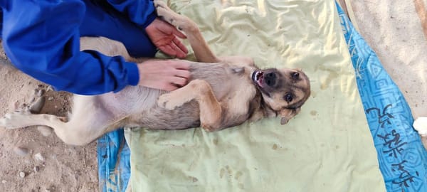 TASIO adorable chiot de 10 mois fidèle et parfait !