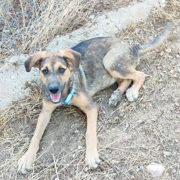 TASIO adorable chiot de 10 mois fidèle et parfait !
