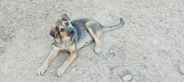 TASIO adorable chiot de 10 mois fidèle et parfait !
