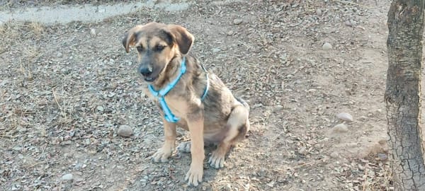 TASIO adorable chiot de 10 mois fidèle et parfait !