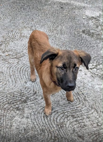 À L’ADOPTION , HOPE, adorable petite femelle CREOLE fauve à masque noir