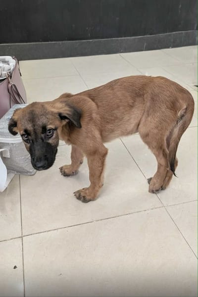 À L’ADOPTION , HOPE, adorable petite femelle CREOLE fauve à masque noir