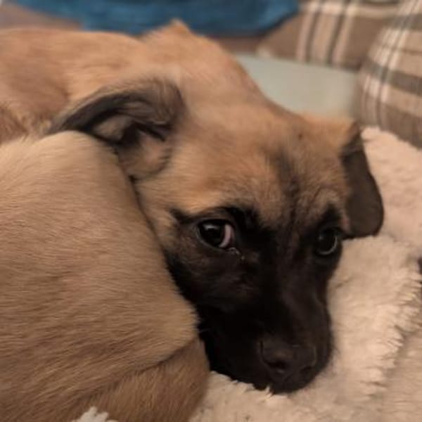 Spike  Der verschmuste Sonnenschein