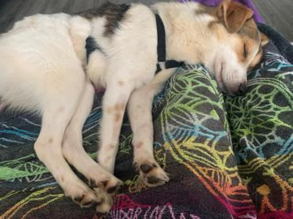 Chopin - Der Feinfühlige ☺